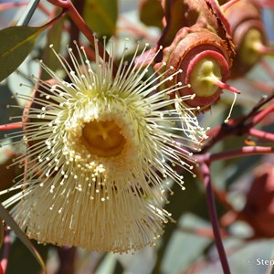 Ooldea Mallee in bloom at Voakes Hill