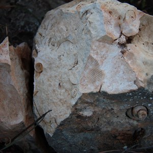 More shell remnants in the karst