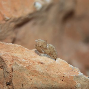 Insect shell casting