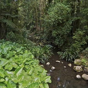 Brindle Creek Picnic Area
