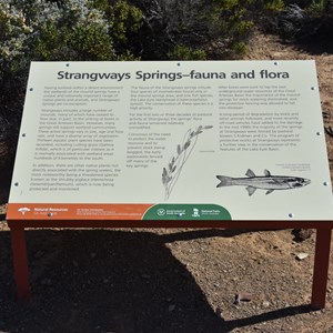 Strangways Springs (Ruin) 