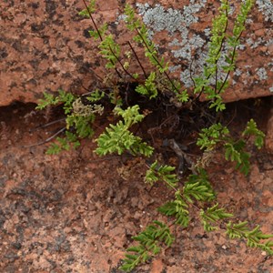 Kychering Hill (Kychering Rocks) 