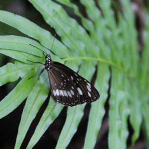 Butterfly Cave