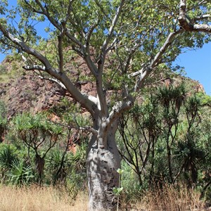 Butterfly Cave