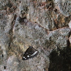 Butterfly Cave
