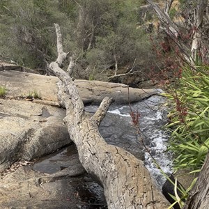 Whistle Pipe Gully Walk