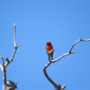 A red capped robin