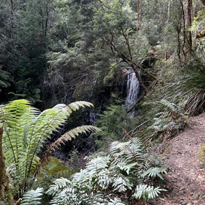 Hogarth Falls Track