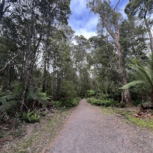 Hogarth Falls Track