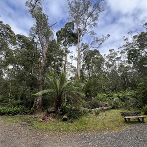 Hogarth Falls Track