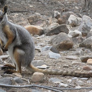 Yellow-Footed Rock Wallaby right next to the road!  Vulkathunha-Gammon Ranges National Park, 8 June 2018
