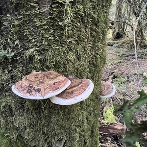 Creepy Crawly Nature Walk