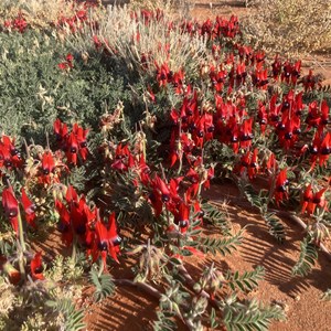 sturt desert peas