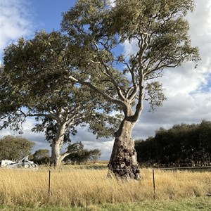 Lake Burrumbeet Foreshore Camp