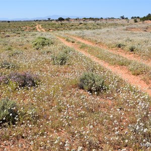 Western Plain 