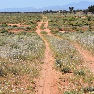 Western Plain 