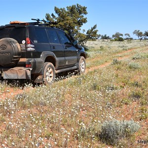 Western Plain 