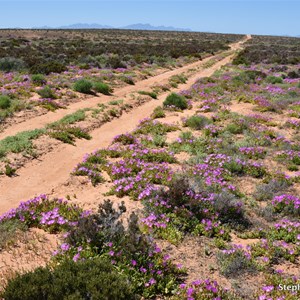 Western Plain 
