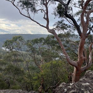 Cowan Track Lookout