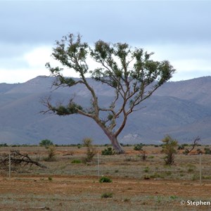 Mount Stephen