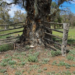 Old Wilpena Station