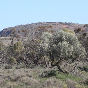 Eurilla Hill - Gawler Ranges SA