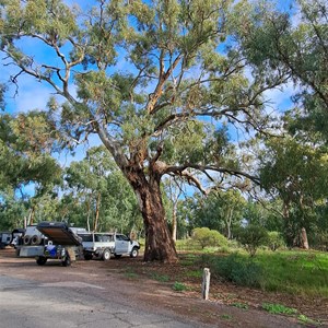 Big tree