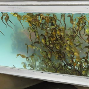 Seahorses swimming serenely