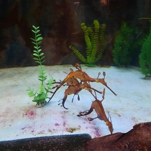 Strange seahorses