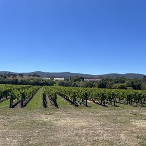 Iron Pot Bay Vineyard