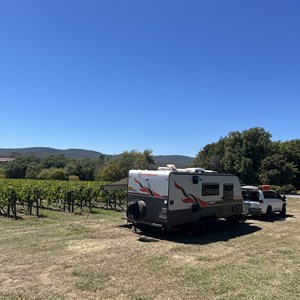 Iron Pot Bay Vineyard