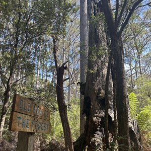 Old Man of the Forest