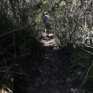 Mount Albert Track