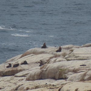 Zoom onto seals