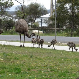 Lunchtime for locals