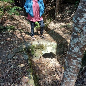 Blue Tier Big tree-Giant walk