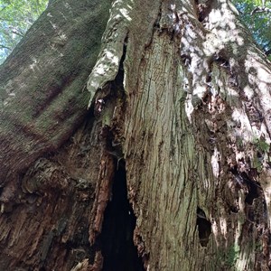 Blue Tier Big tree-Giant walk