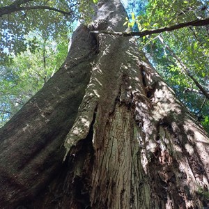 Blue Tier Big tree-Giant walk