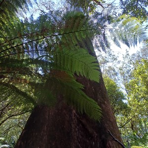 Blue Tier Big tree-Giant walk