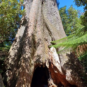 Blue Tier Big tree-Giant walk