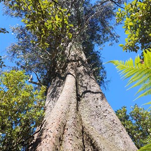 Blue Tier Big tree-Giant walk