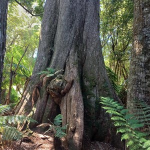 Blue Tier Big tree-Giant walk