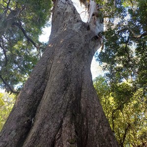 Blue Tier Big tree-Giant walk