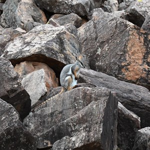 Yellow-Footed Rock Wallaby Colony Parking