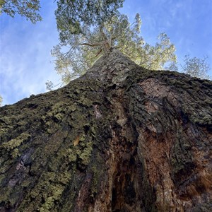 Big Tree