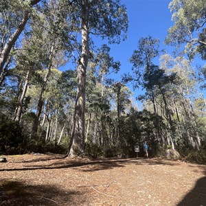 Lake Myrtle Track