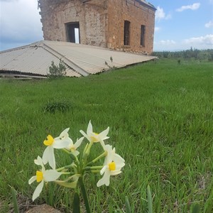 White Cliff (Arwakurra)