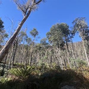 Trailhead & Carpark/bush camp