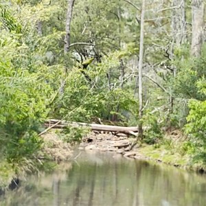 Lake Creek - Beside Lake Creek Campground - Wadbilliga Nat Park NSW