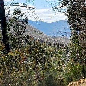 Wadbilliga Rd 4WD Track over to the Tuross River